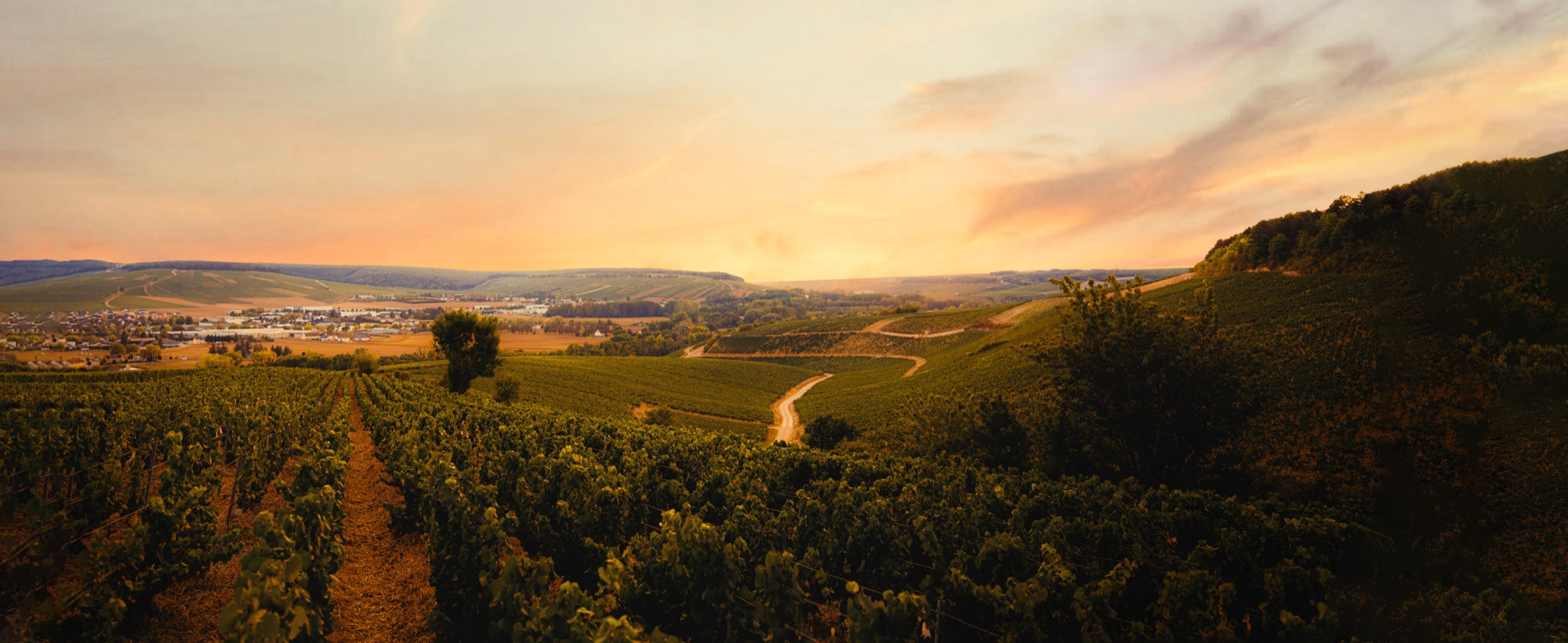 The family vineyards in Northern France