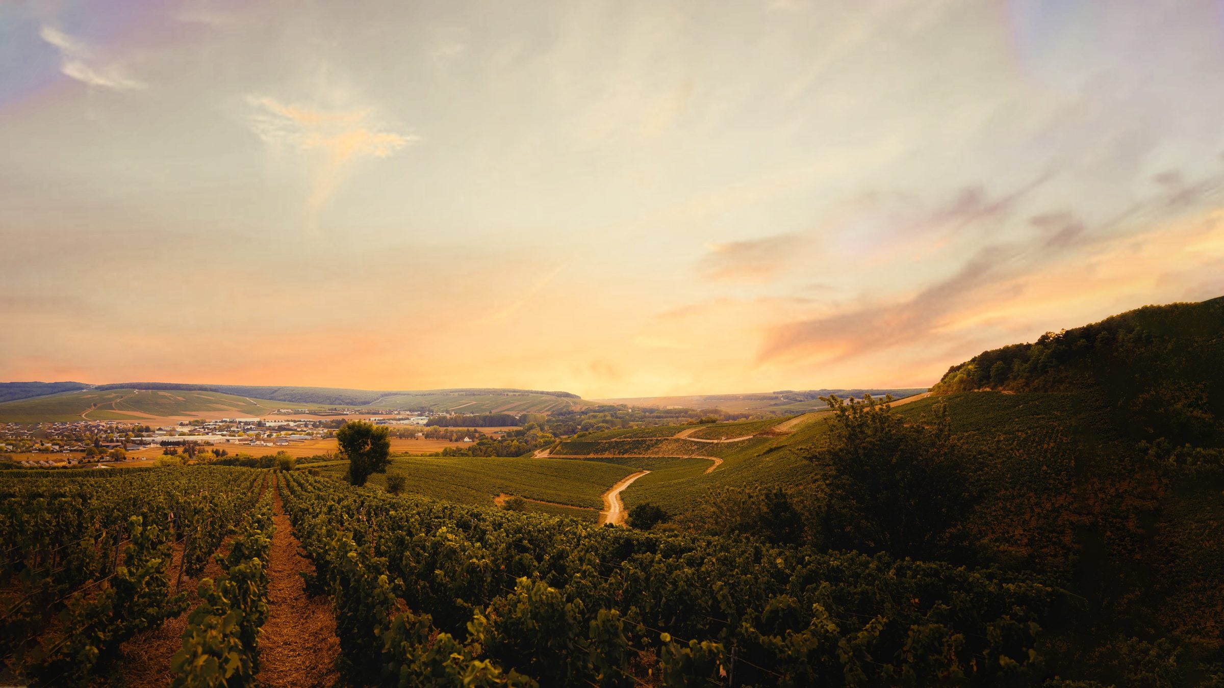 The Watson family vineyard in Northern France at sunset