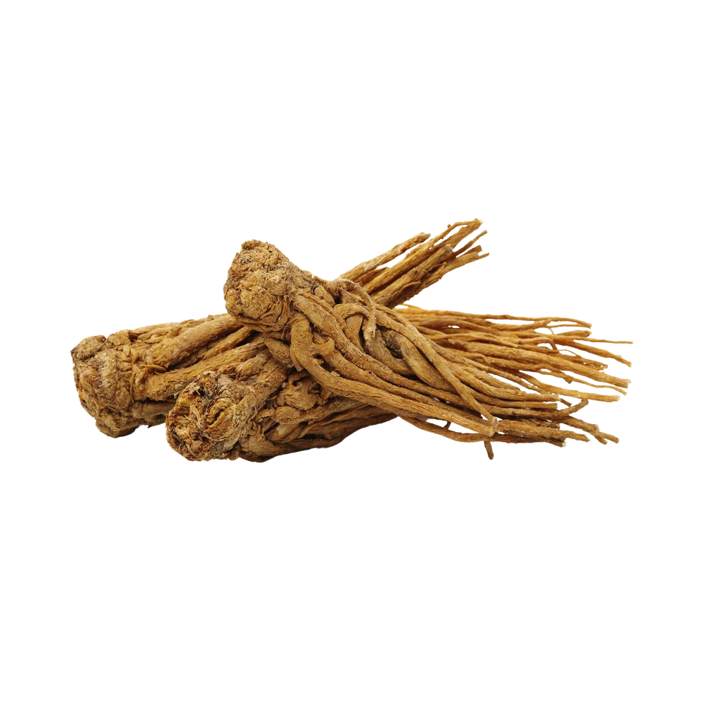 Angelica root
