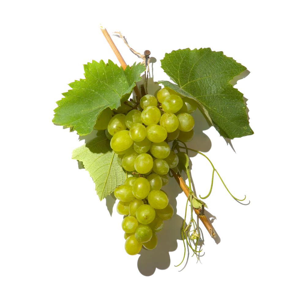 French wine grapes